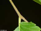 Twig of Ulmus rubra