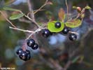 Berries of Vaccinium arboreum