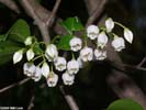 Flowers of Vaccinium arboreum