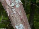 Bark of Vaccinium arboreum