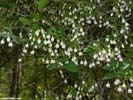 Flowers of Vaccinium arboreum