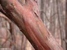 Bark of Vaccinium arboreum