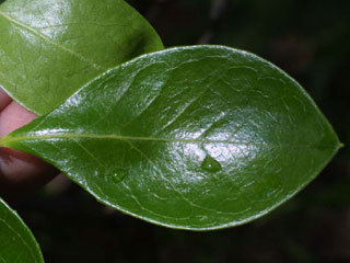 Leaf of Vaccinium arboreum