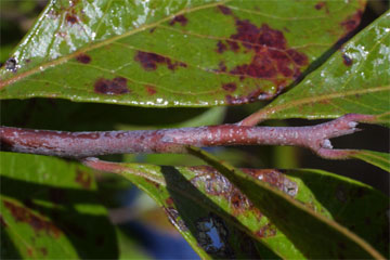 Twig of Vaccinium arboreum