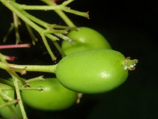 Immature fruit of Viburnum prunifolium