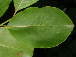 Leaf of Viburnum prunifolium