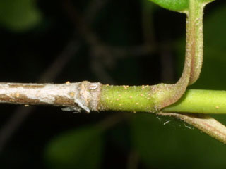 Twig of Viburnum prunifolium