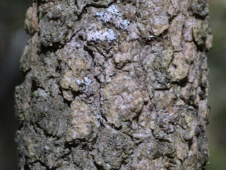Bark of Viburnum prunifolium