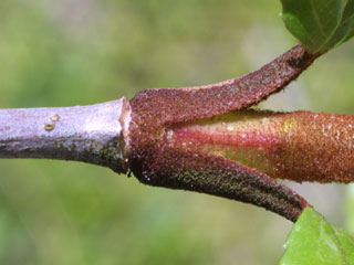 Twig of Viburnum prunifolium