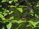 Immature inflorescence and leaves of Viburnum cassinoides