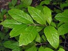 Leaves of Viburnum nudum