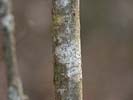 Bark of Viburnum nudum