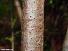 Bark of Viburnum prunifolium