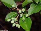 Maturing drupes of Viburnum prunifolium