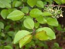 Leaves of Viburnum prunifolium