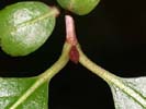 Twig and leaves of Viburnum rufidulum