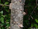 Bark of Zanthoxylum clava-herculis