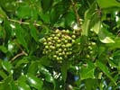 Fruit of Zanthoxylum clava-herculis