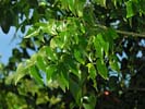 Leaves of Zanthoxylum clava-herculis
