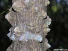 Bark of Zanthoxylum clava-herculis