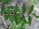 Leaf of Zanthoxylum clava-herculis