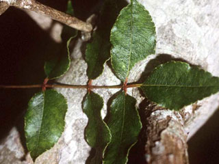 Leaf of Zanthoxylum clava-herculis