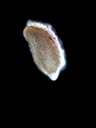 Ludwigia pilosa capsule