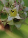 Ludwigia pilosa capsules
