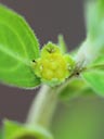 Ludwigia pilosa x sphaerocarpa flower