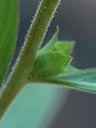 Ludwigia pilosa x sphaerocarpa flower