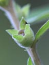 Ludwigia pilosa x sphaerocarpa capsule