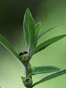 Stem tip of Ludwigia pilosa x sphaerocarpa