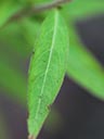 Leaf of Ludwigia pilosa x sphaerocarpa