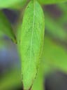Leaf of Ludwigia pilosa x sphaerocarpa