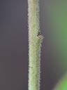 Stem pubescence of Ludwigia pilosa x sphaerocarpa