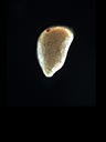 Seed of Ludwigia sphaerocarpa