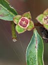 Ludwigia sphaerocarpa habit