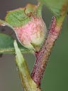Ludwigia sphaerocarpa capsule