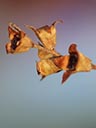 Flower of Ludwigia x simulata