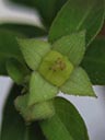 Ludwigia x simulata