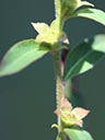Ludwigia x simulata
