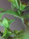 Ludwigia x simulata