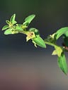 Ludwigia x simulata