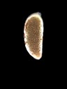 Seed of Ludwigia x simulata