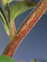 Stem of Ludwigia x simulata